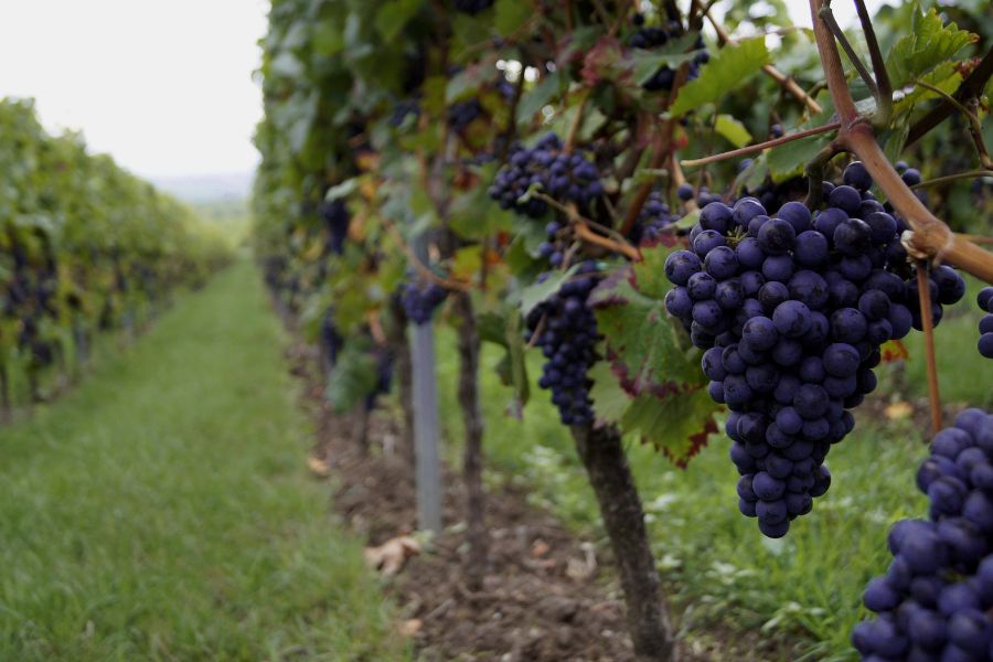 Guida italiana esperta vini in Francia