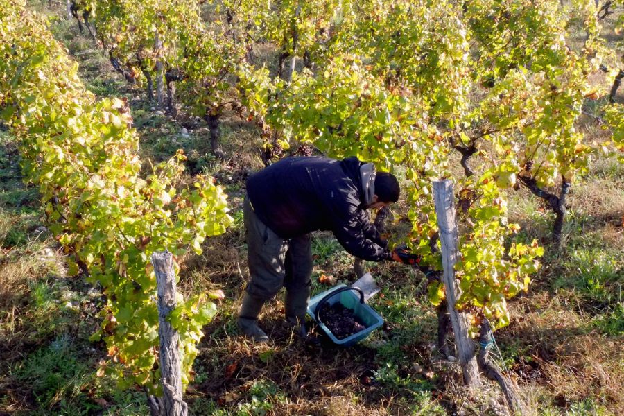 Vendemmia a Bordeaux con guida italiana